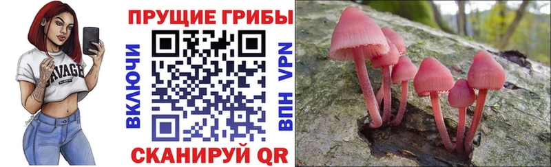 наркотики  Щёкино  KRAKEN ONION  Псилоцибиновые грибы Psilocybe 